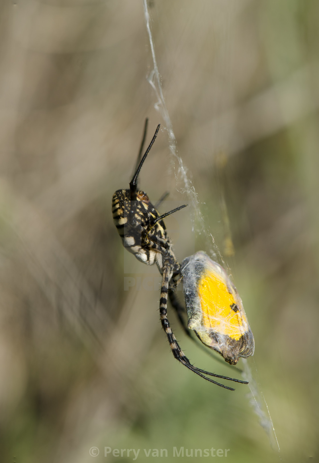 Banded Garden Spider Argiope Trifasciata Wrapping Up A Clouded