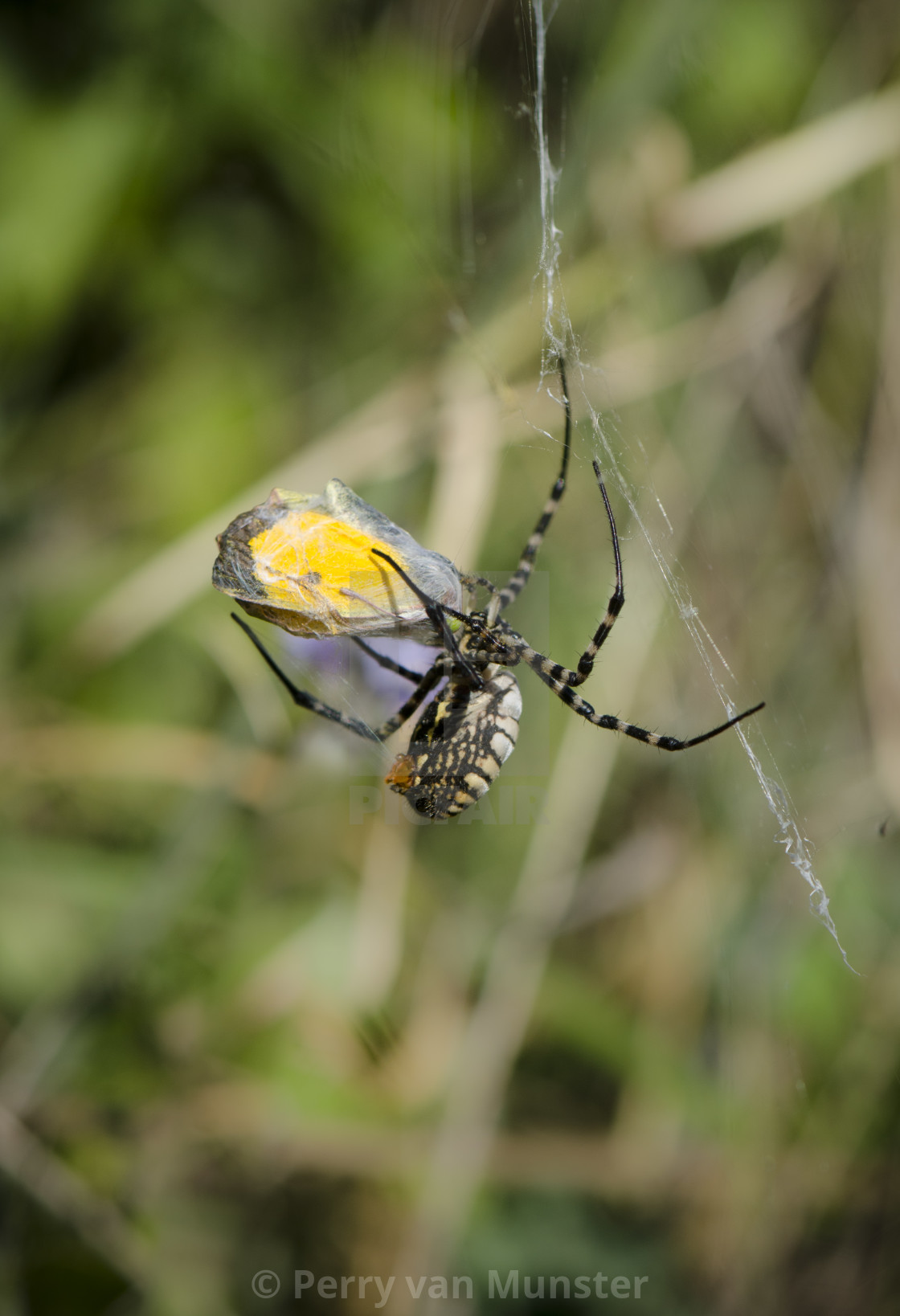 Banded Garden Spider Argiope Trifasciata Wrapping Up A Clouded