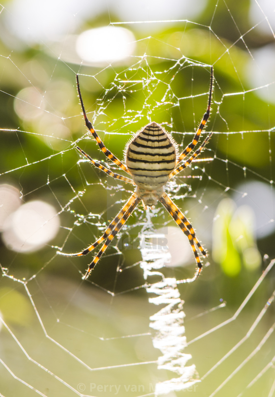 Banded Garden Spider Argiope Trifasciata License Download Or