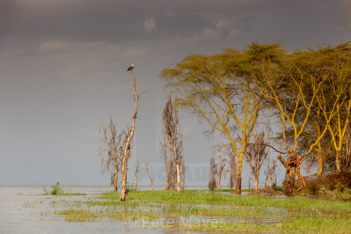 "Lake Naivasha" by Pete Mayes - $30.88 "Lake Naivasha" stock image