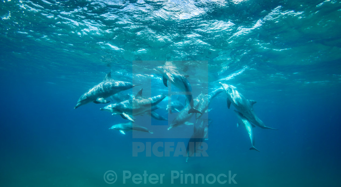 "Bottlenose Dolphins" stock image