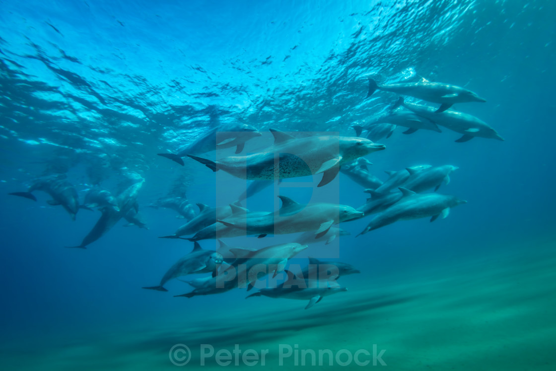 Bottlenose Dolphin