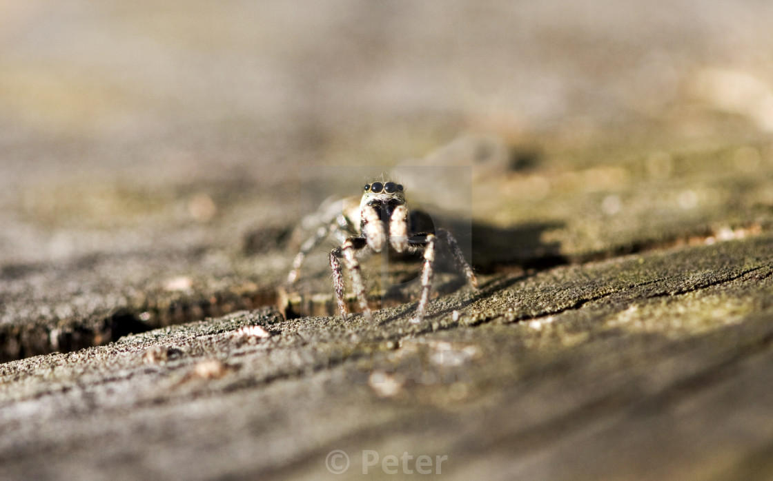 "Eyes of the Spider" stock image