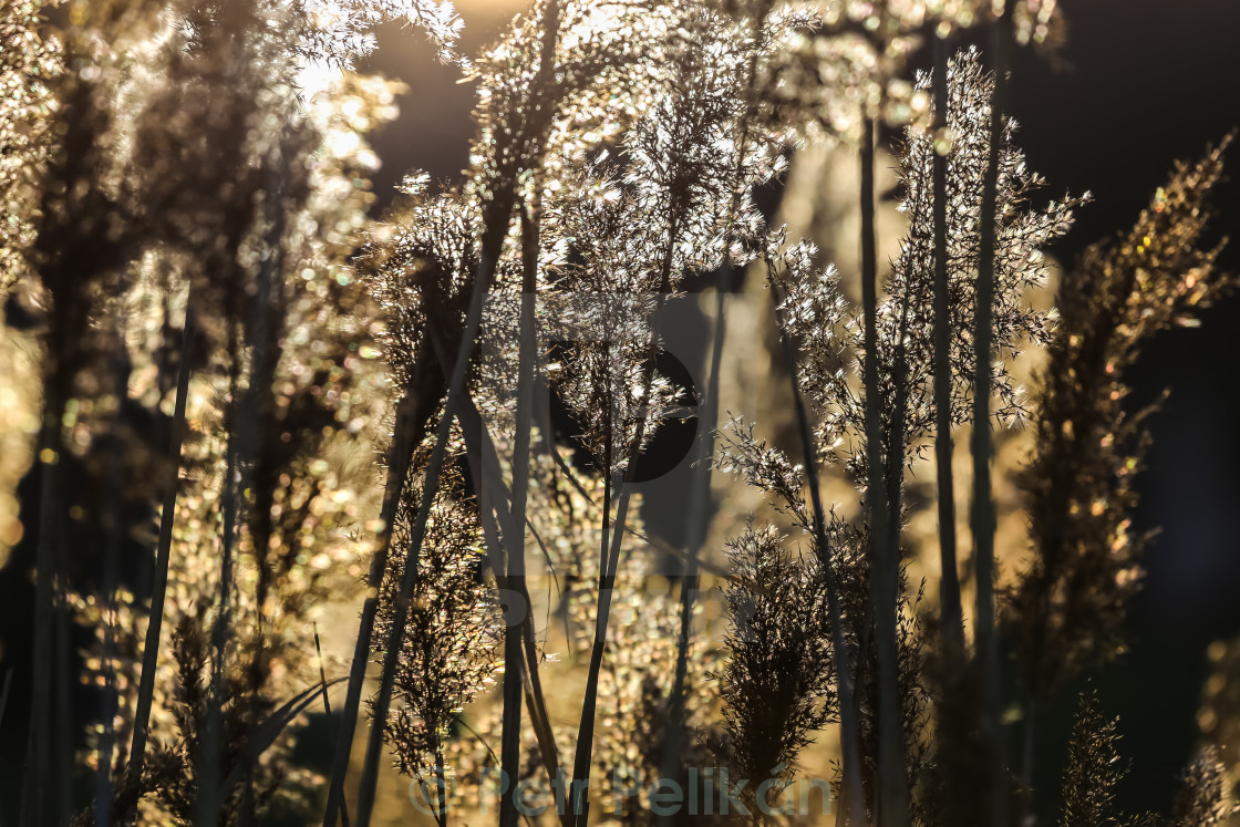 "Grass" stock image