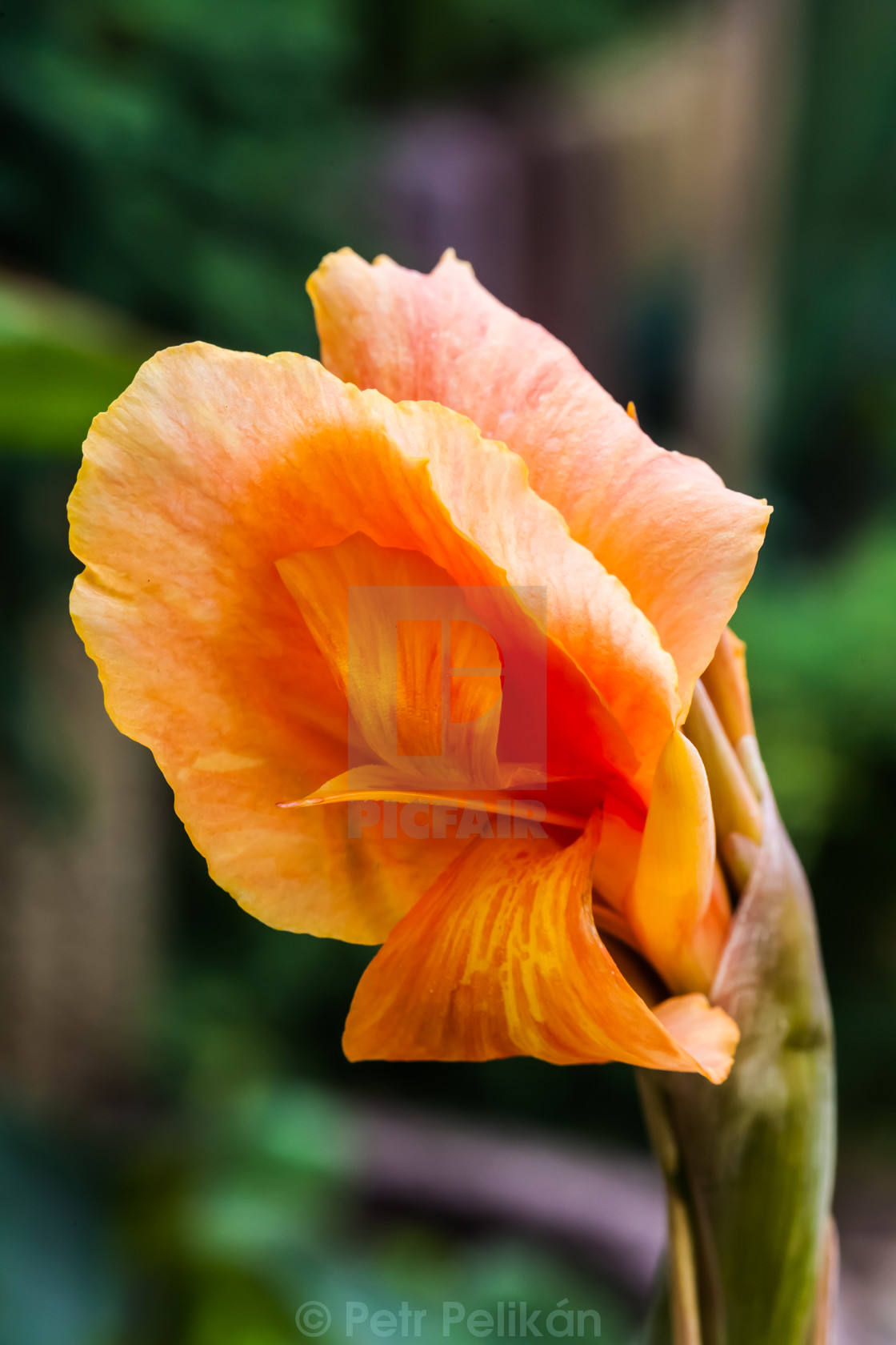 Gladiola License Download Or Print For 10 00 Photos Picfair
