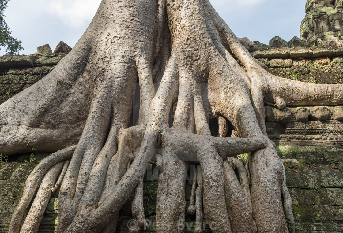 "Ta Prohm Temple, Angkor" by Petr Svarc - $31.41 "Ta Prohm Temple, Angkor" stock image