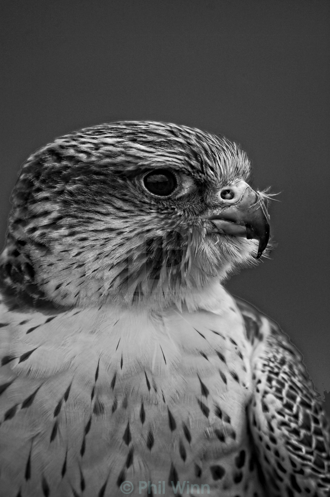 "Saker Profile" stock image