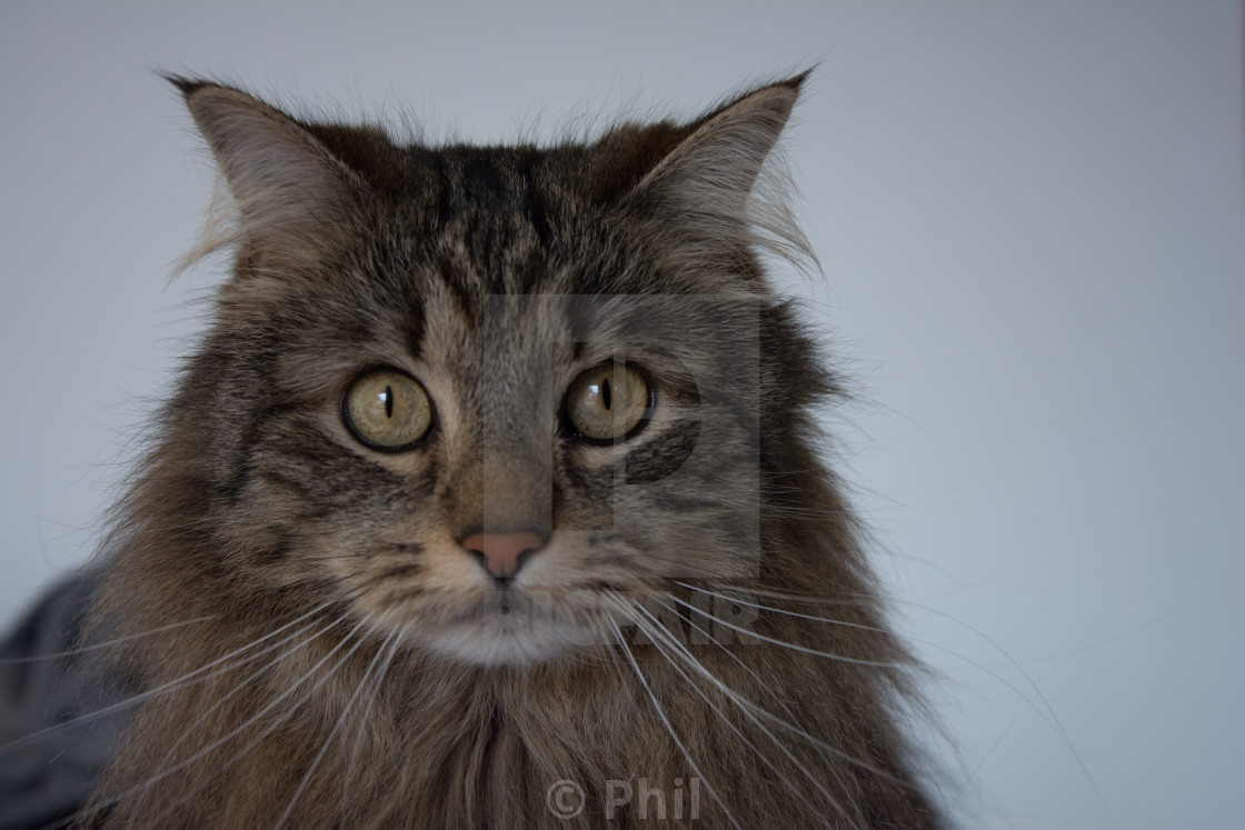 Siberian Norwegian Forest Cat Maine Coon Felis Catus Russian