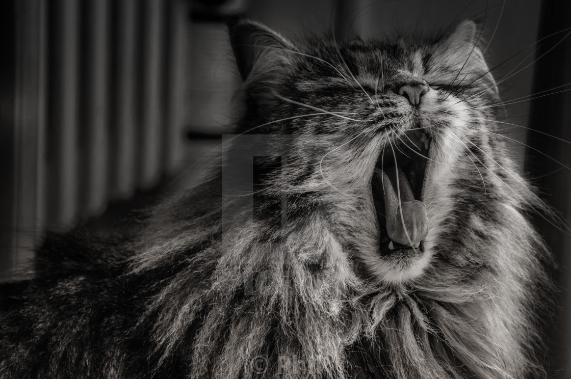 Siberian Norwegian Forest Cat Maine Coon Felis Catus Russian License Download Or Print For 1 24 Photos Picfair