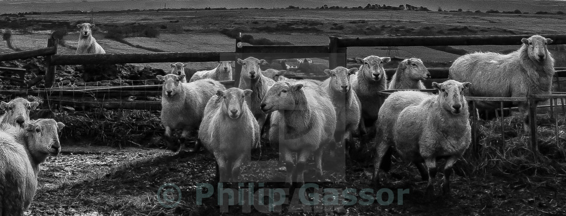 "Ewe's looking at you." stock image