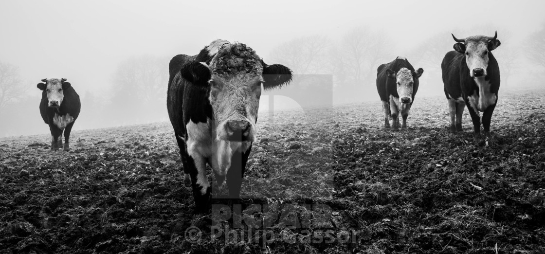 "Four Friesians in Fog" stock image