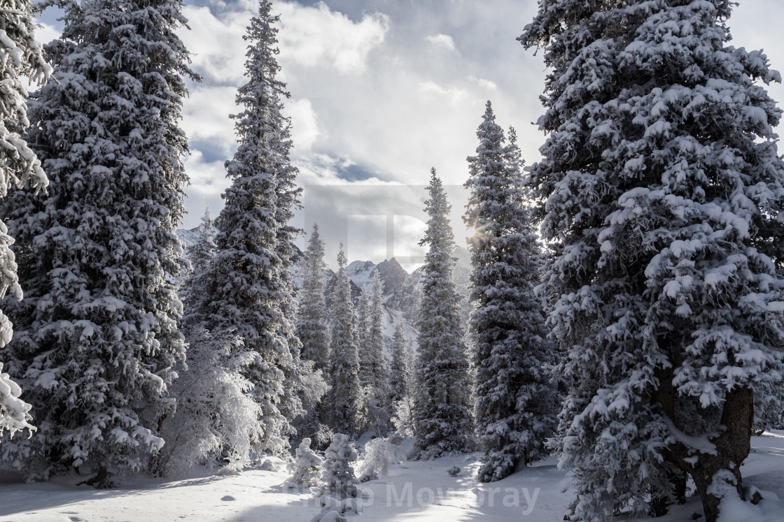 "Winter scene and forest in Ala Archa National Park, Kyrgyzstan" by Philip Mowbray - $12.31 "Winter scene and forest in Ala Archa National Park, Kyrgyzstan" stock image