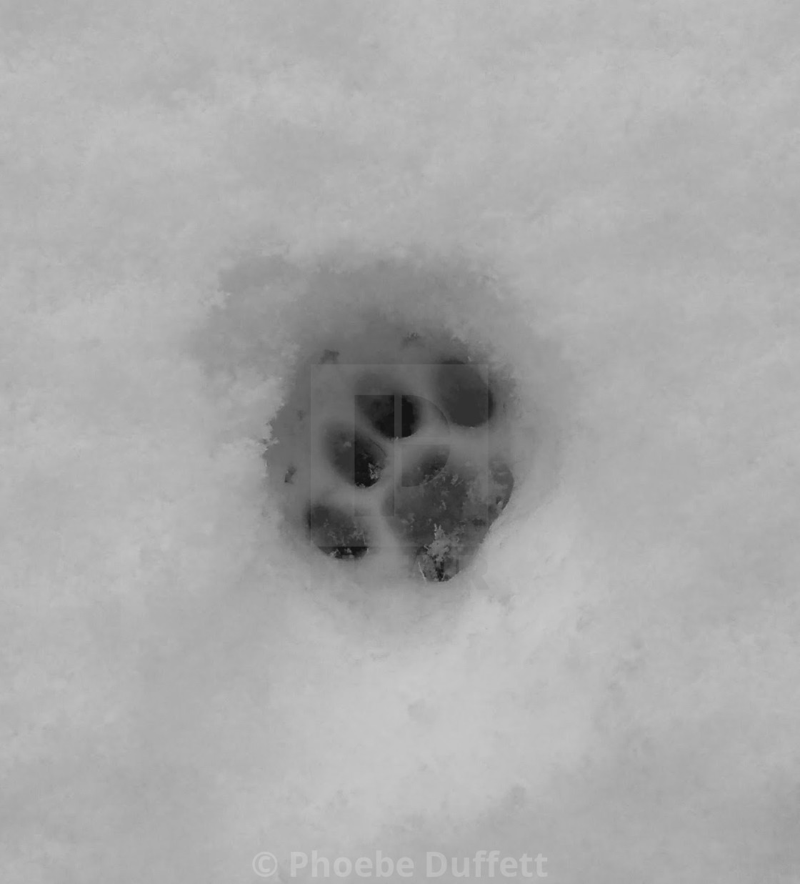 Cat Paw In Snow License Download Or Print For 1 00 Photos