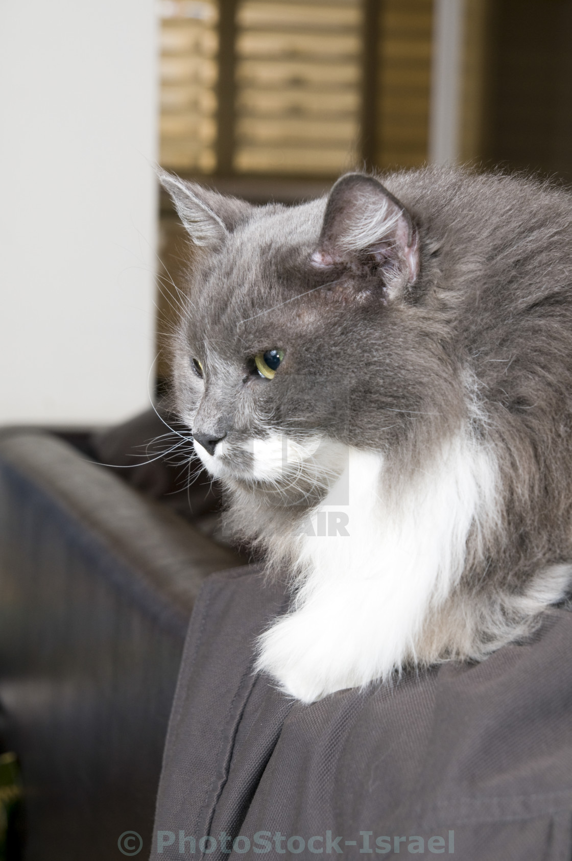 Grey And White Persian Cat License Download Or Print For 6 20