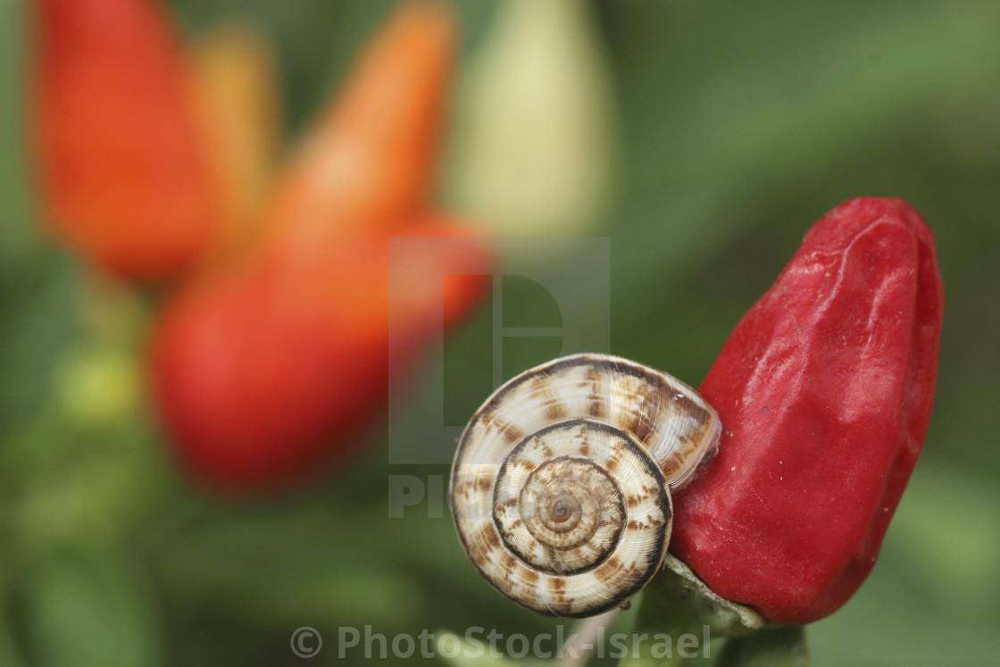 White Garden Snail Theba Pisana License Download Or Print For 29 99 Photos Picfair