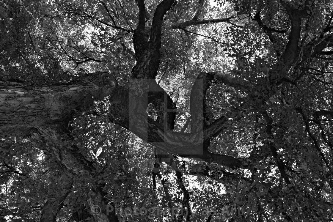 "Tree in Black and White" by Photography as Art - $12.35 "Tree in Black and White" stock image