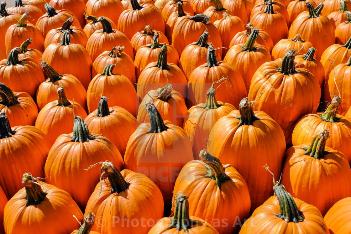 "Pile of pumpkin" stock image