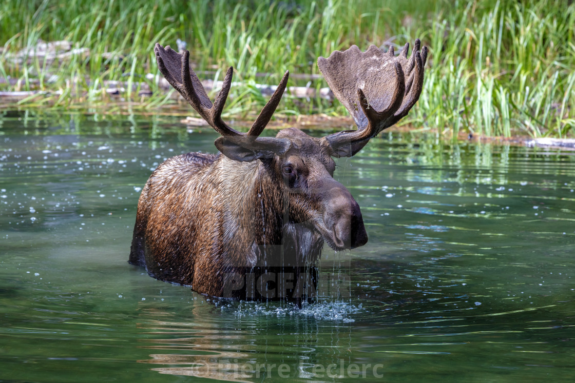 "Moose feeding in a lake" by Pierre Leclerc - $38.00 "Moose feeding in a lake" stock image