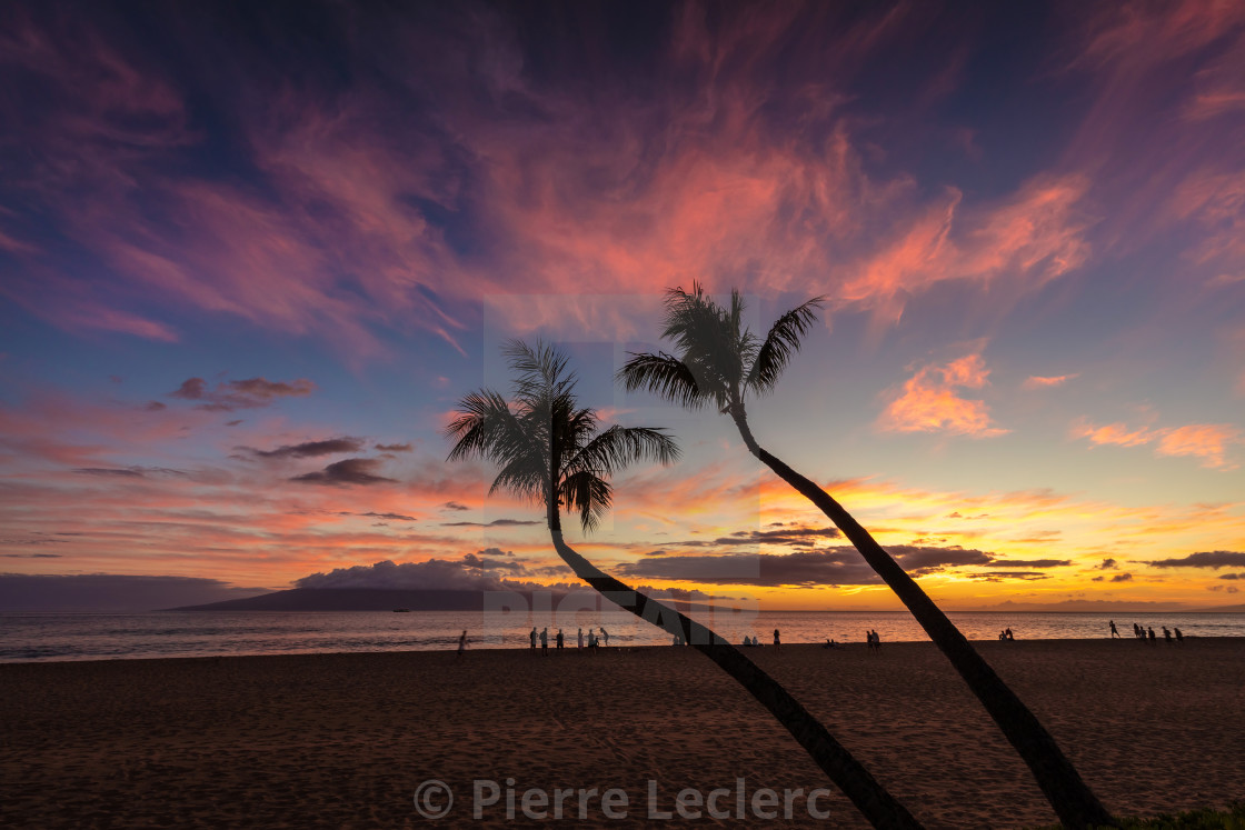 "Two palm trees tropical scene" by Pierre Leclerc - $38.00 "Two palm trees tropical scene" stock image