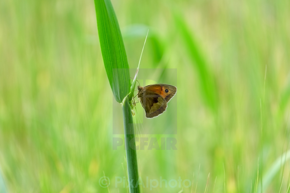 "Meadow Grass" stock image