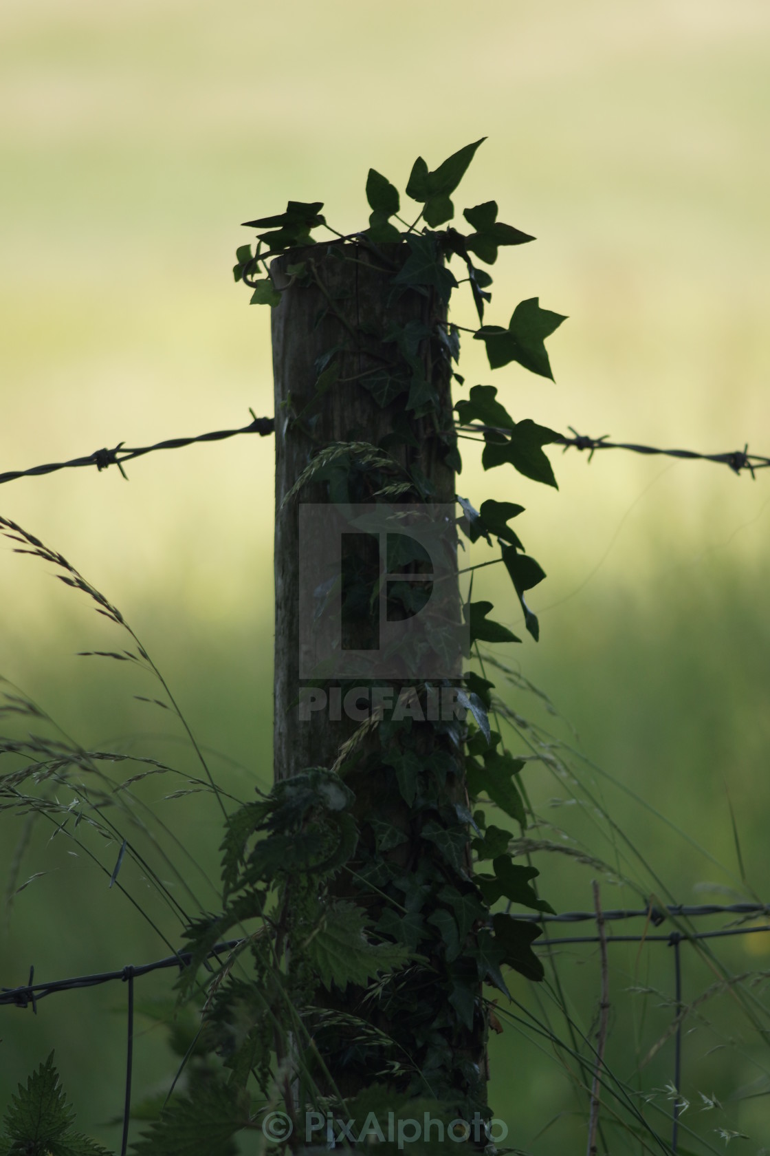 "Fence Post 2" stock image