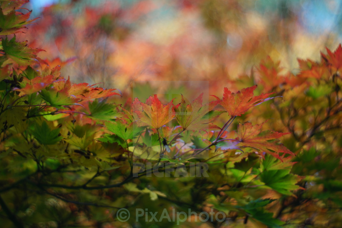 "Autumn Curve" stock image