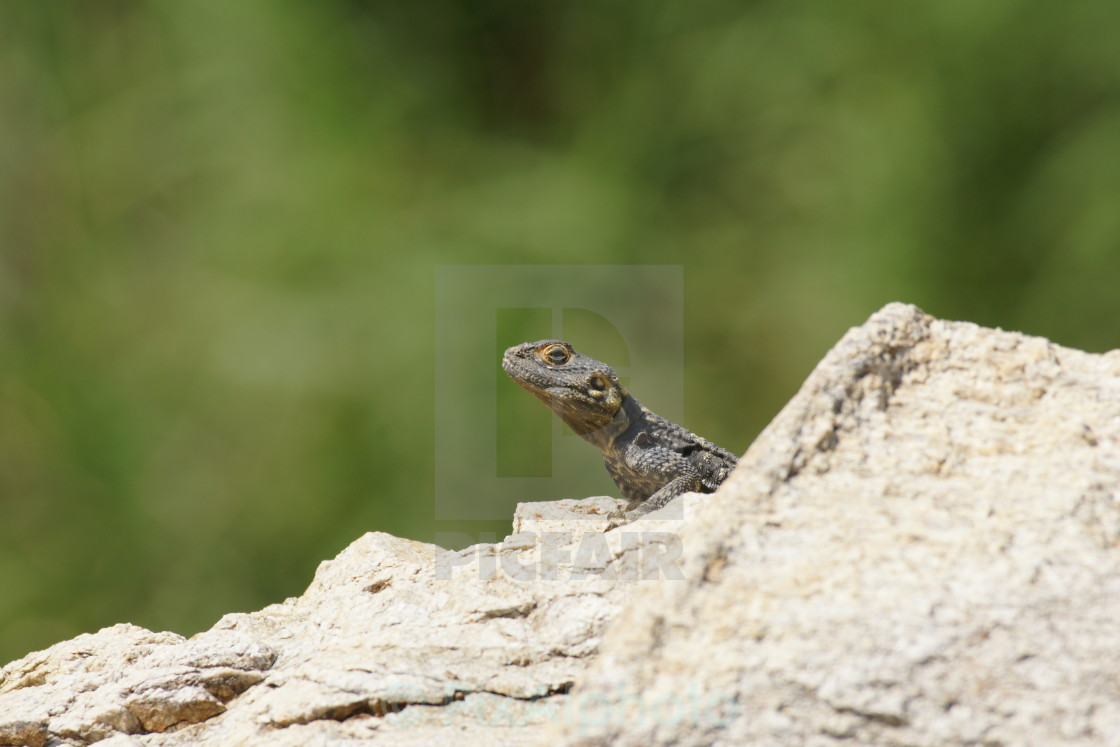 "Sun-Loving Lizard" stock image