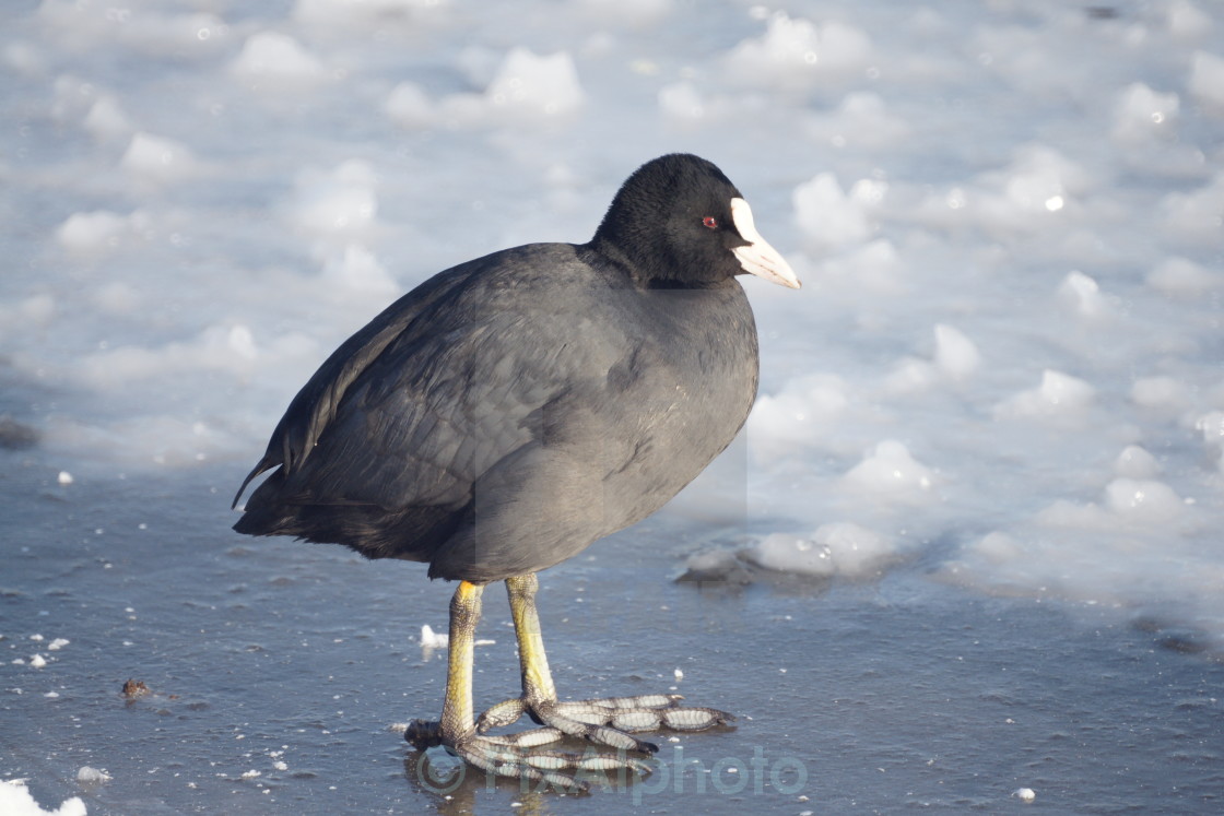 "Cold Coot" stock image