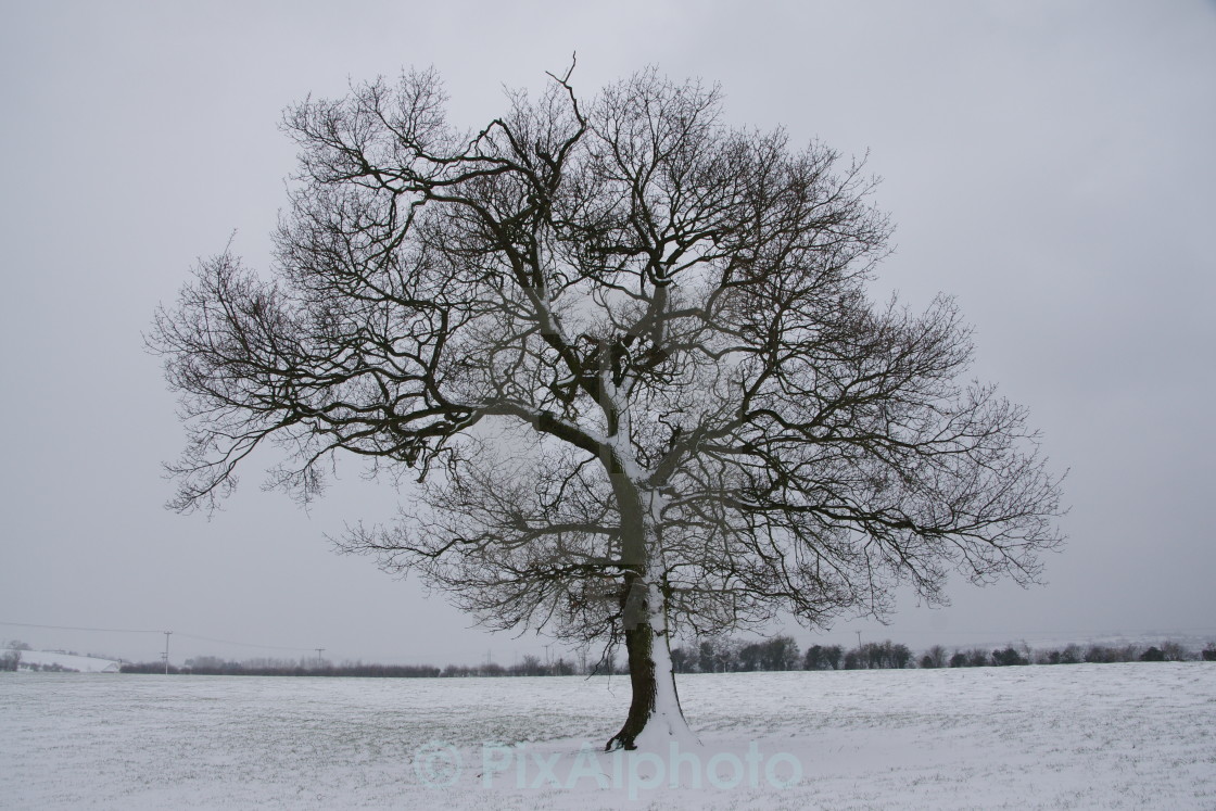 "My Tree In Winter" stock image