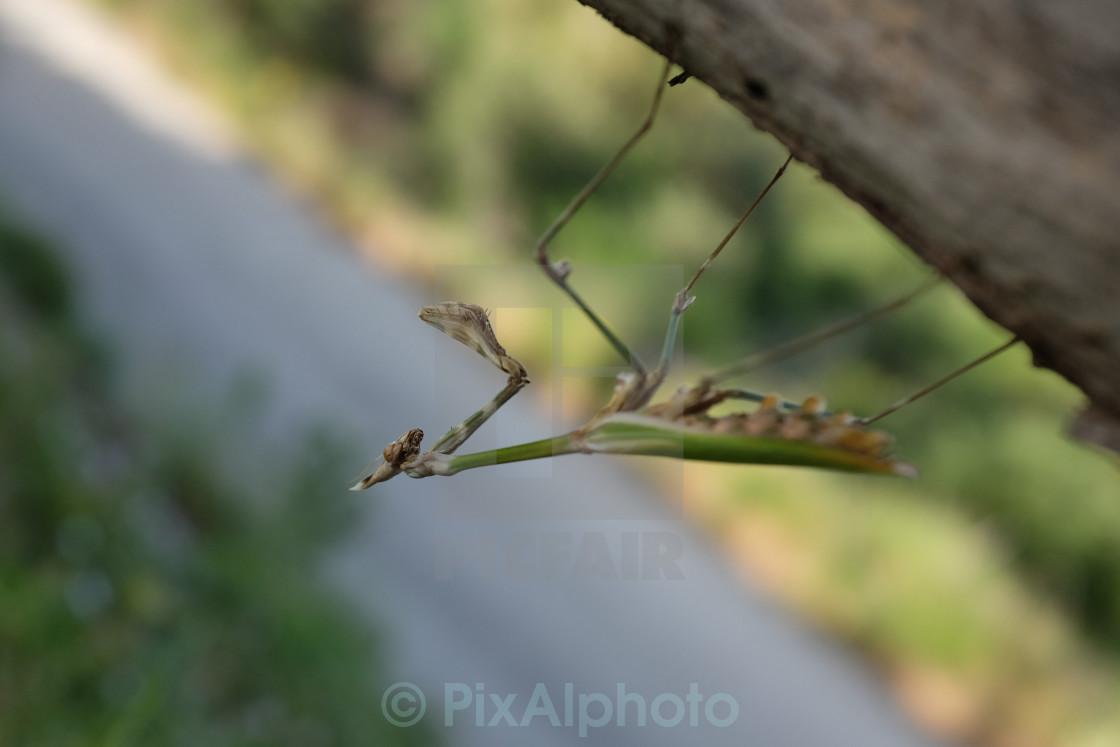 "Praying Mantis Clinging On" stock image