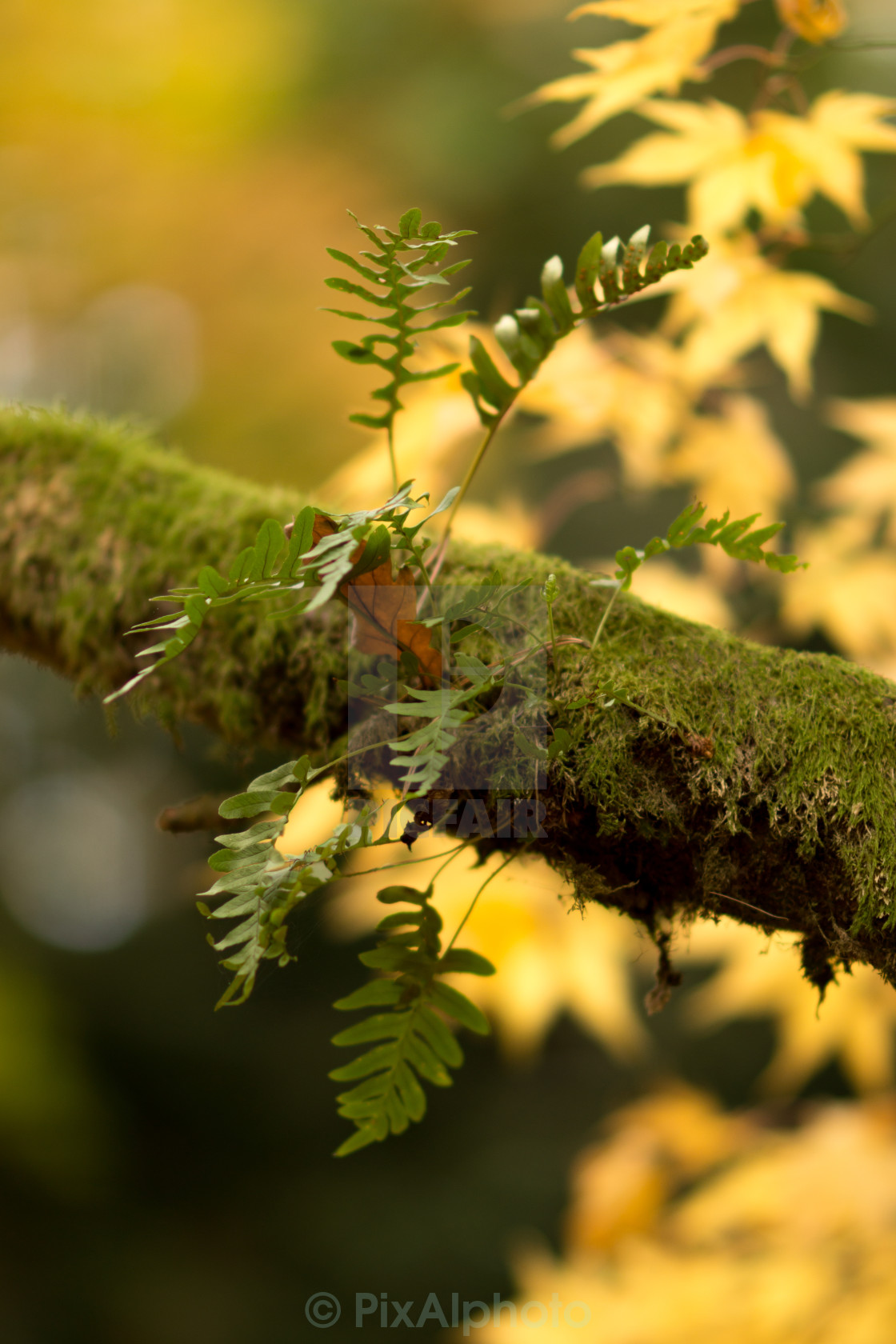 "Fern and lichen" stock image