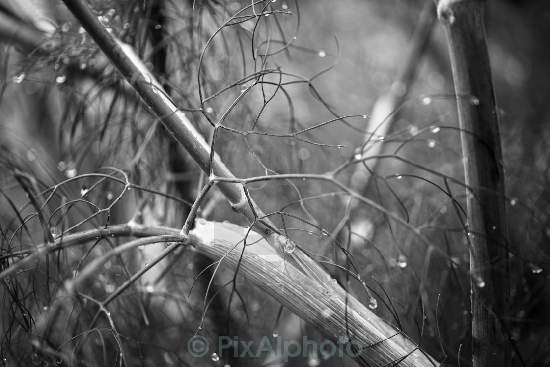 "Raindrops on Fennel" stock image