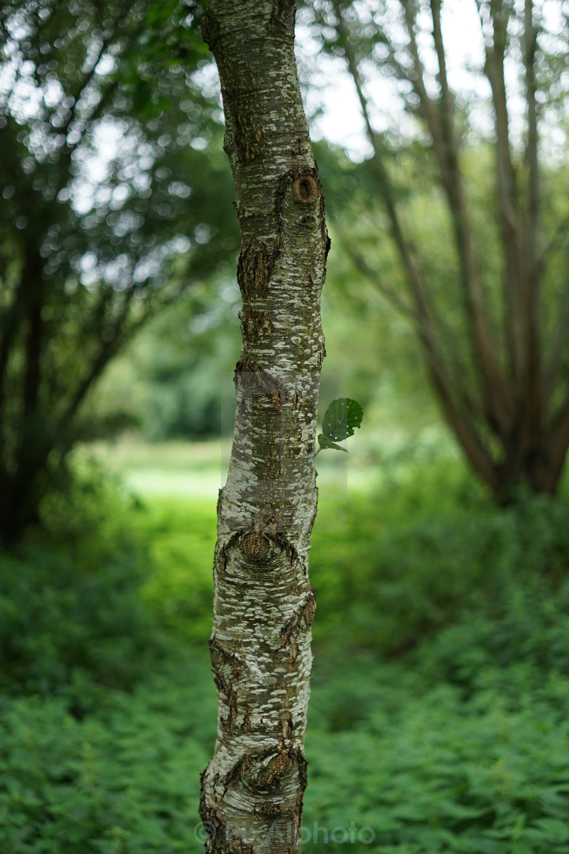 "Trunk" stock image