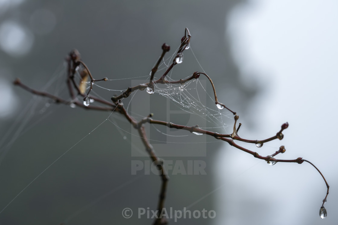 "Dew Drops" stock image