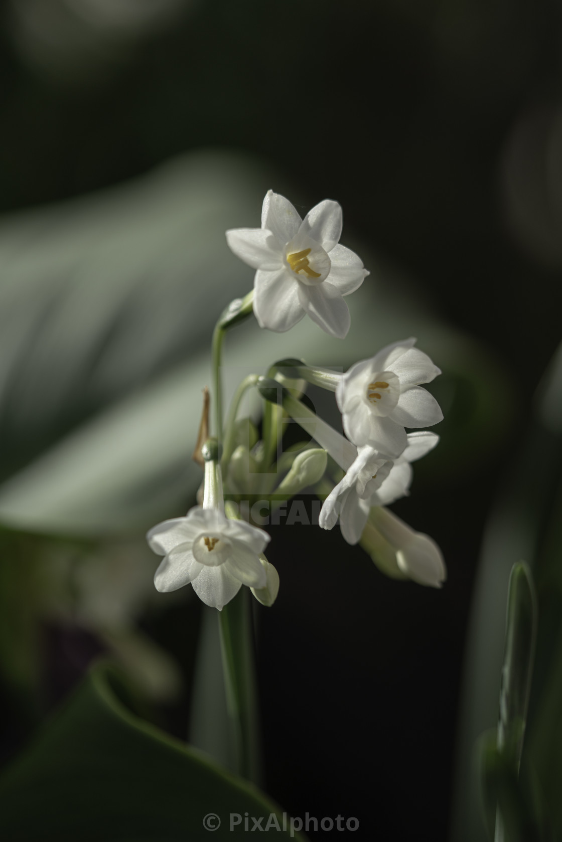 "Wild Narcissus" stock image