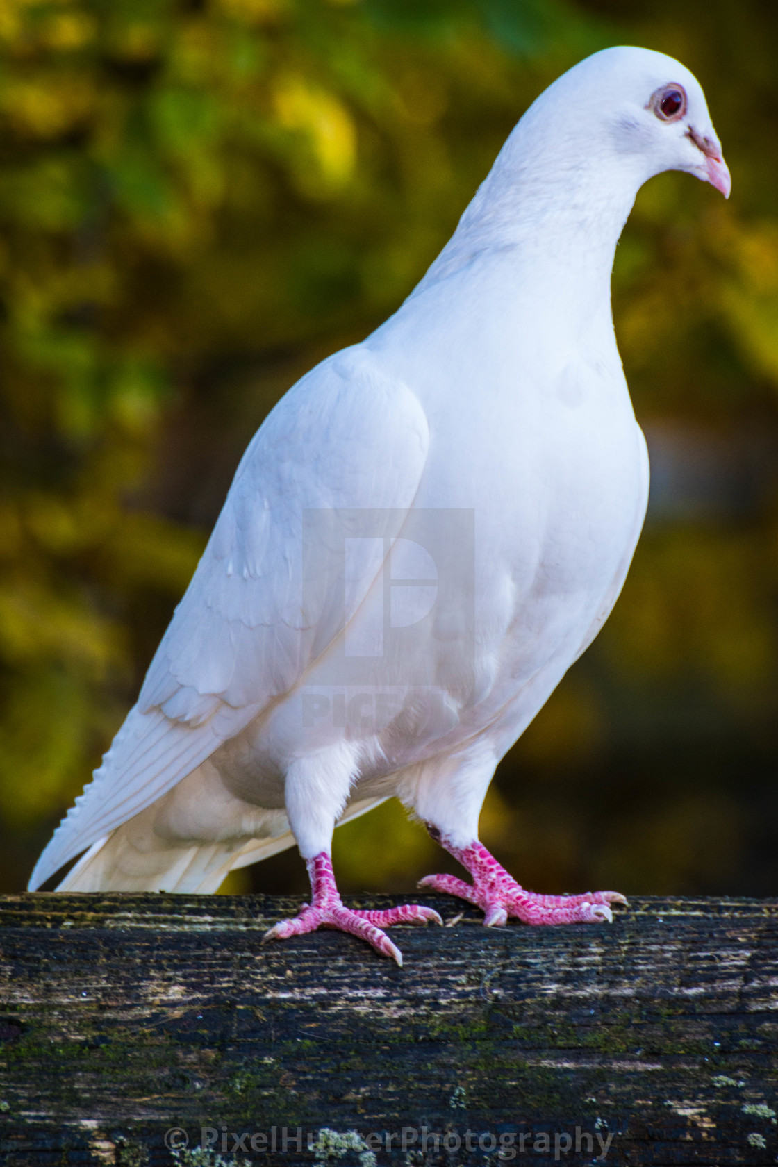 Weisse Taube License Download Or Print For 6 Photos Picfair