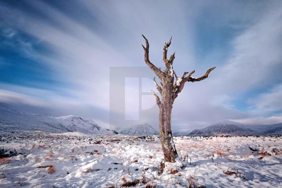 "Rannoch Moor Tree" stock image