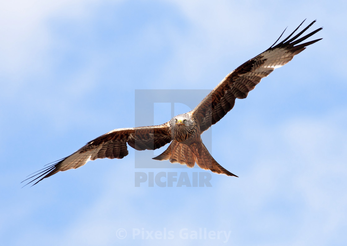 "Red Kite" stock image