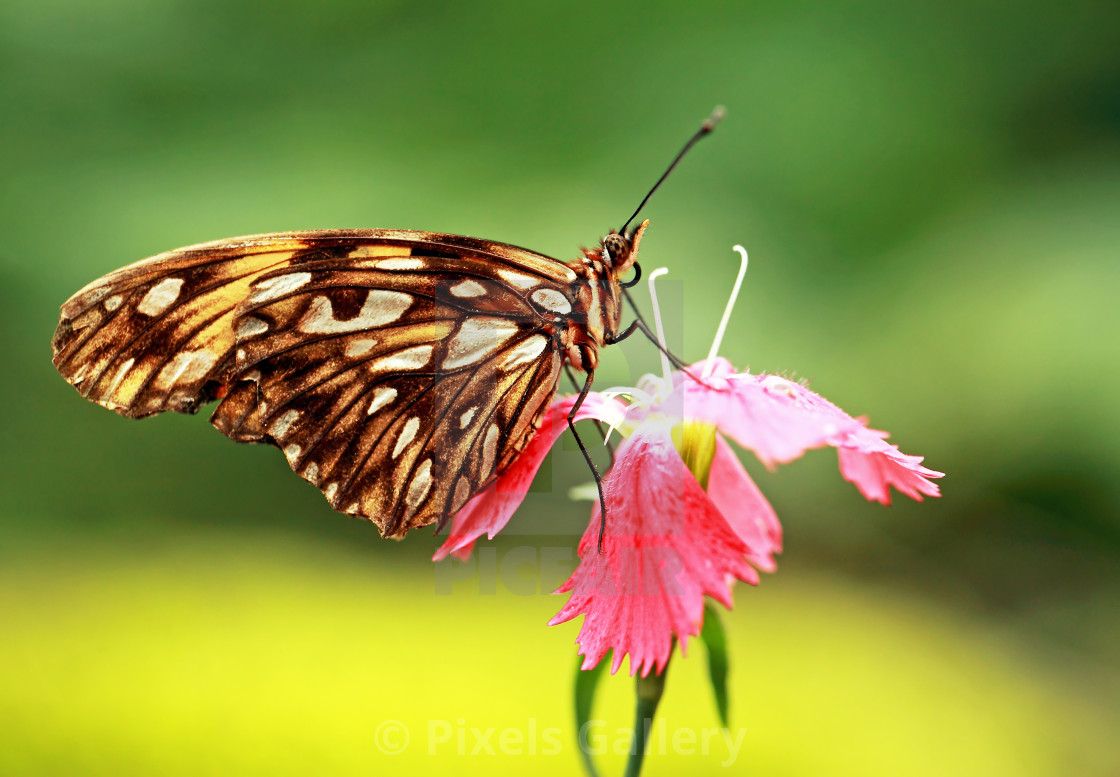 "Butterfly" stock image