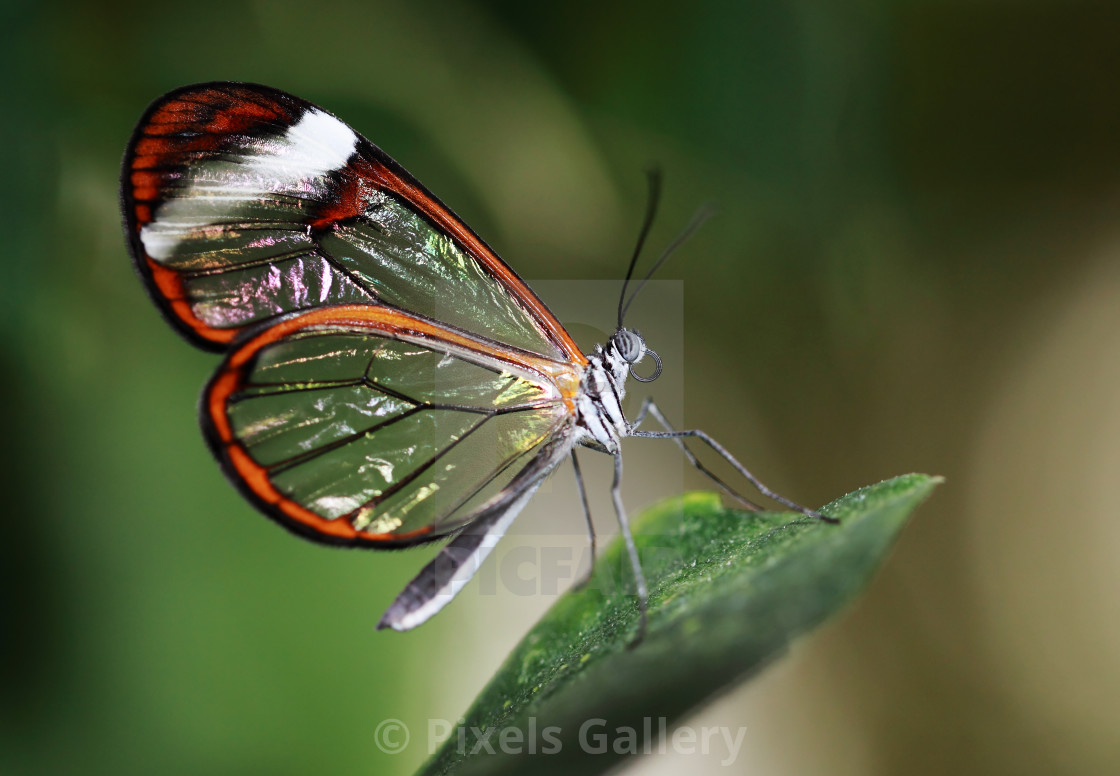 "Glasswinged tropical butterfly" stock image