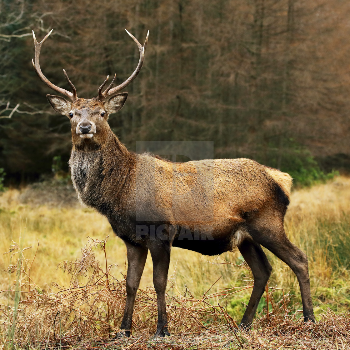 stag deer