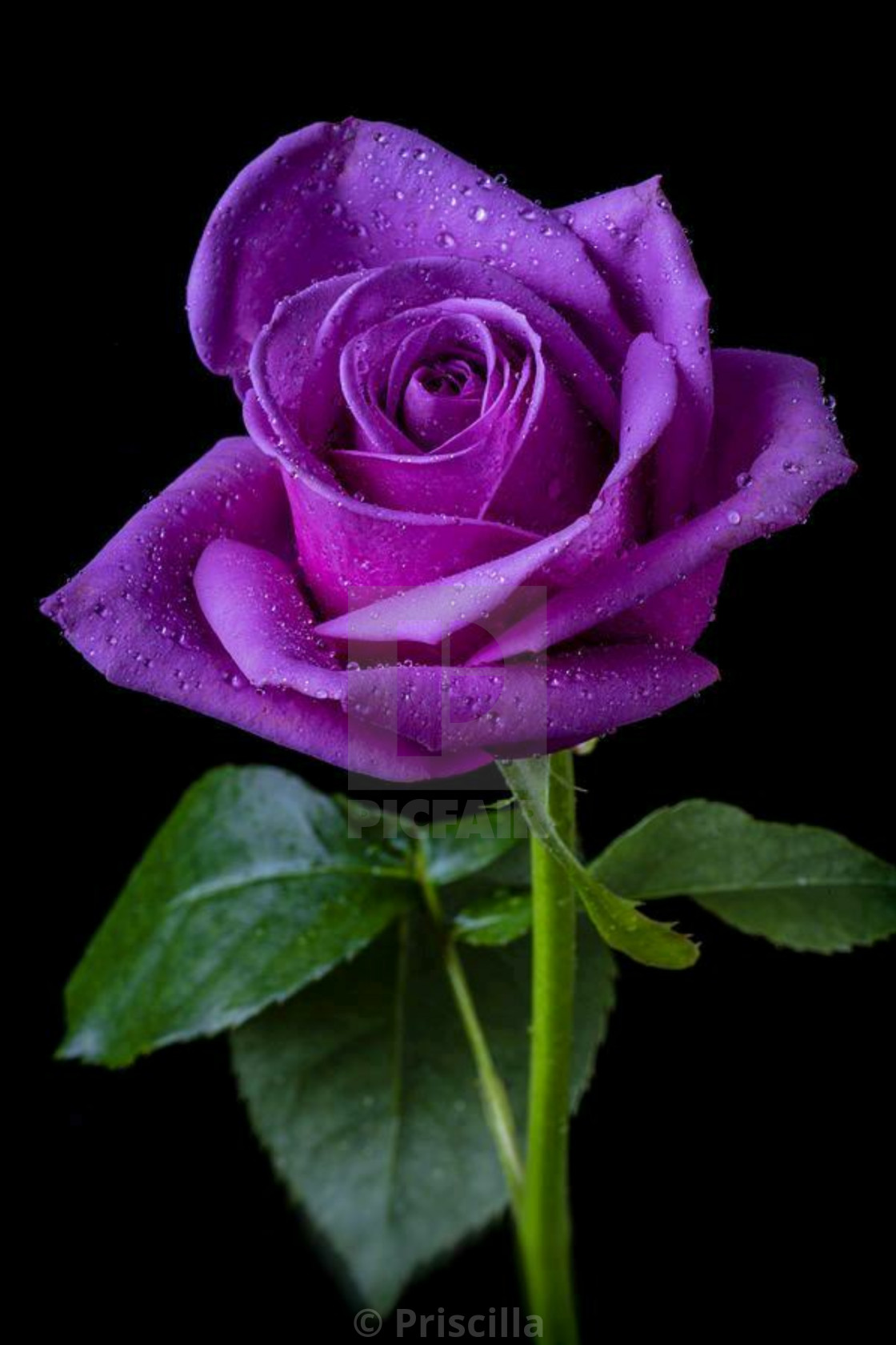 Purple rose - License, download or print for £12.40 | Photos | Picfair