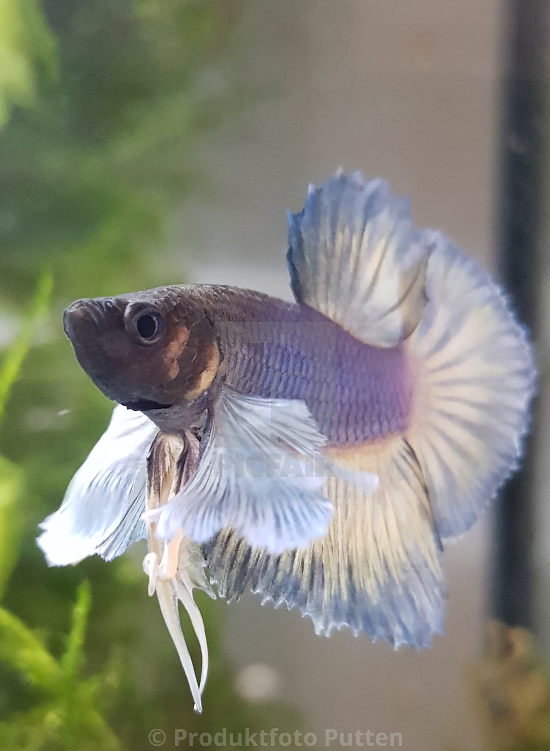 Dumbo Ear Betta Fightingfish License Download Or Print For 2 48 Photos Picfair