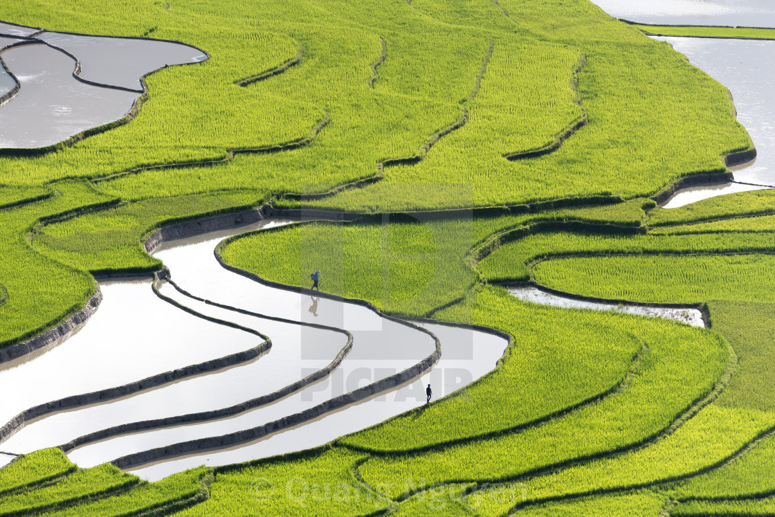 "rice fields on terraced of Mu Cang Chai" stock image