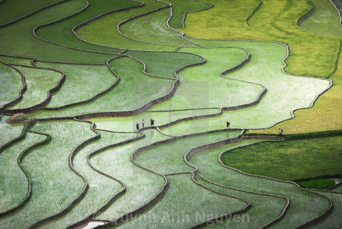 "Terrace paddies in North Vietnam" by Quynh Anh Nguyen - £37.20 "Terrace paddies in North Vietnam" stock image