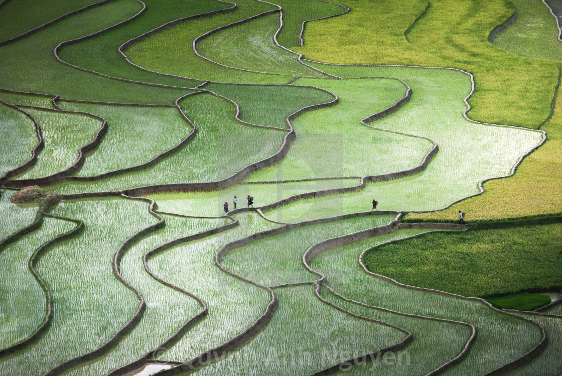 "Terrace paddies in North Vietnam" stock image