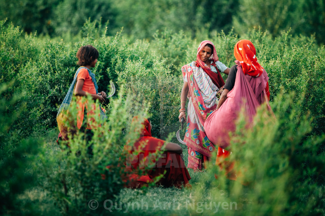 "Colours of India" by Quynh Anh Nguyen - £37.20 "Colours of India" stock image
