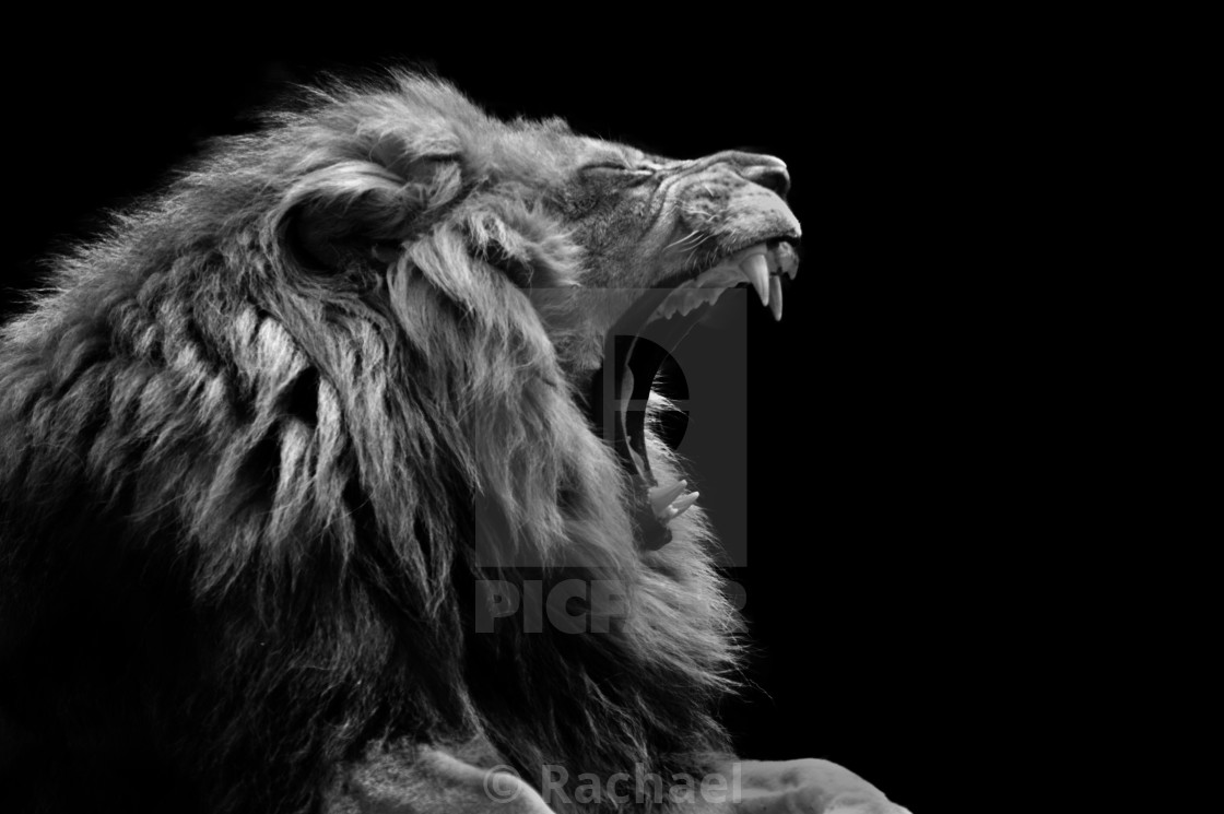 Lion Roar License Download Or Print For 24 80 Photos Picfair Choose from over a million free vectors, clipart graphics, vector art images, design templates, and illustrations created by artists worldwide! https www picfair com pics 09756817 lion roar