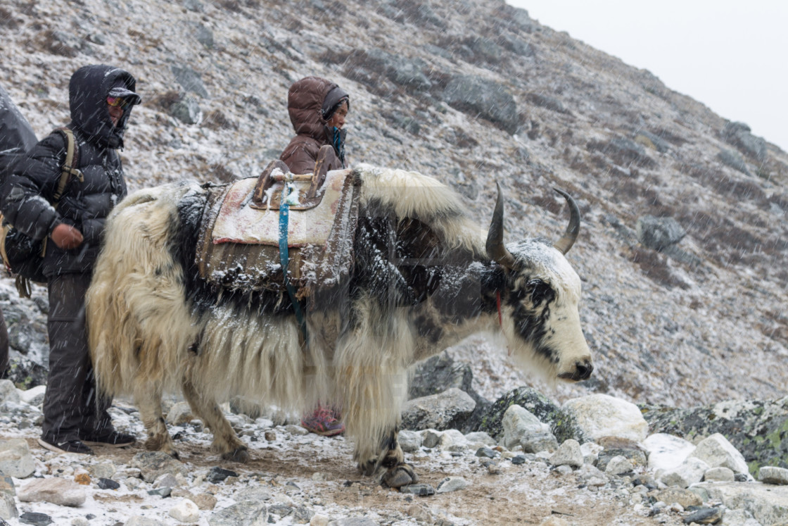 "A Sherpa couple with a yak en-route from the Everest Base Camp" stock image