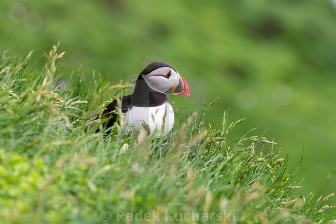 "Puffin of the Mykines island, Faroe Archipelago" stock image